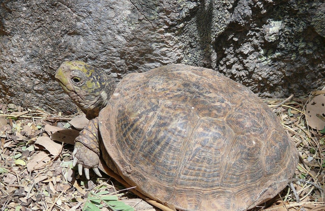 龟鳖目最新