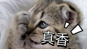 最新猪猫GV，探索魅力与乐趣