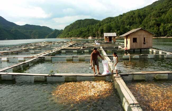 最新养鱼法，革新养殖技术，提升水族生态