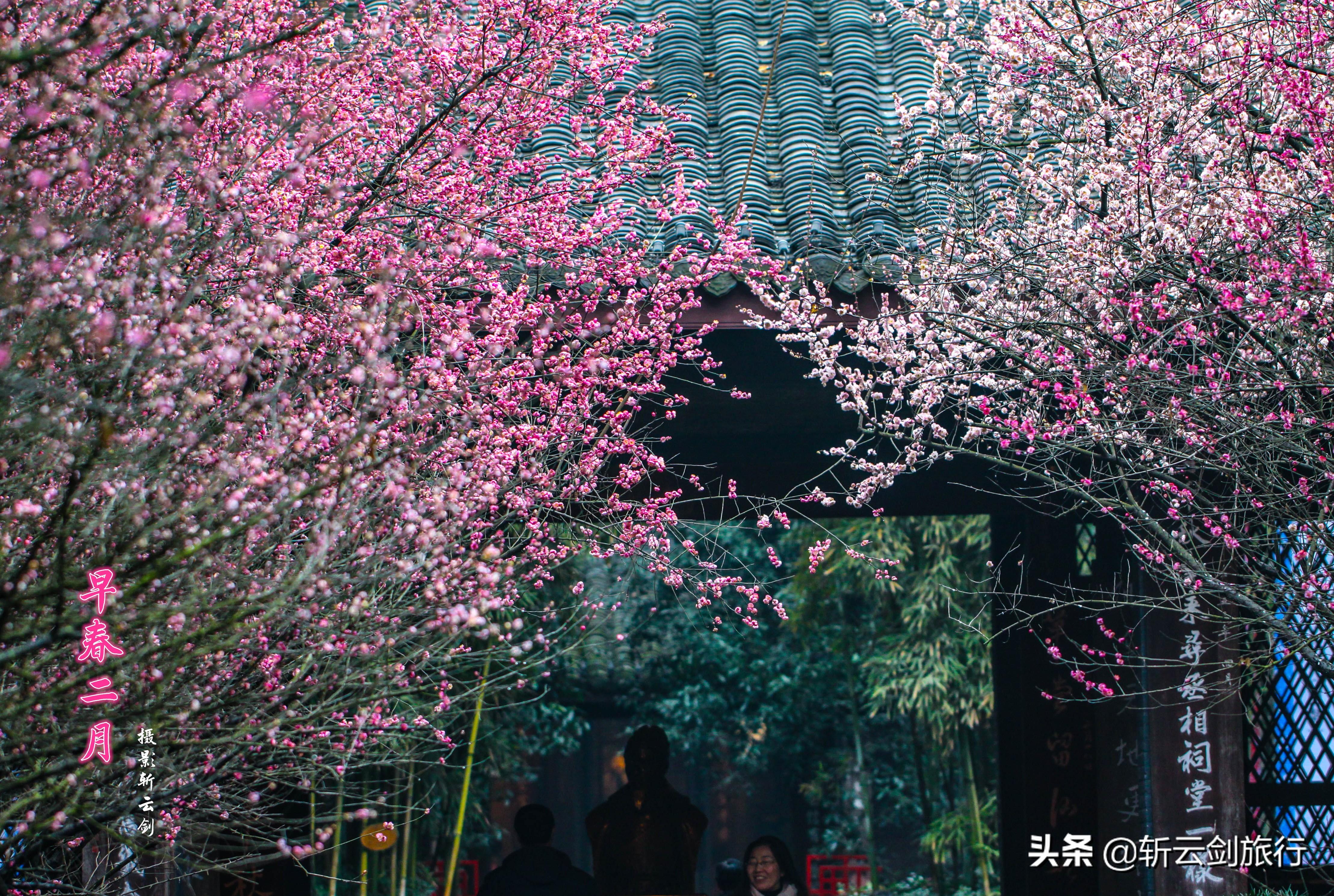 青花缘最新，一场跨越时空的相遇与传承