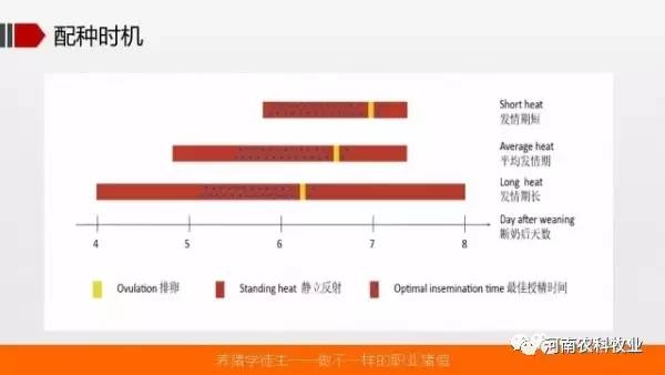 关于新澳资料免费精准期期准的相关解析与落实策略